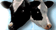 Tucows